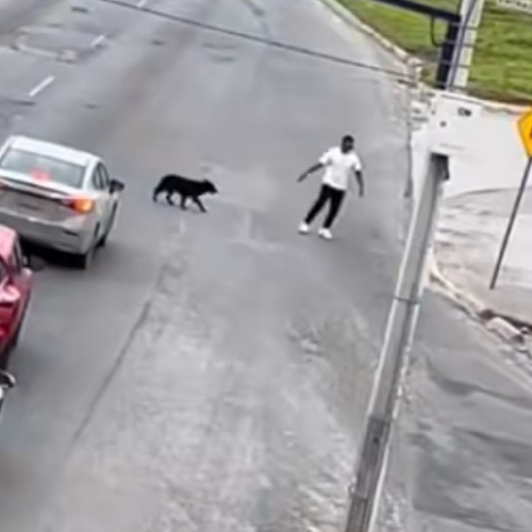 Salva a perrito de tráfico